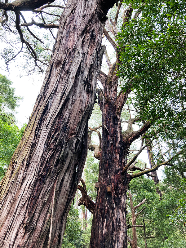 photo of trees in Baths Rd Reserve, Mirboo North