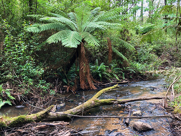 photo of creek and ferns along Lyrebird Forest Walk