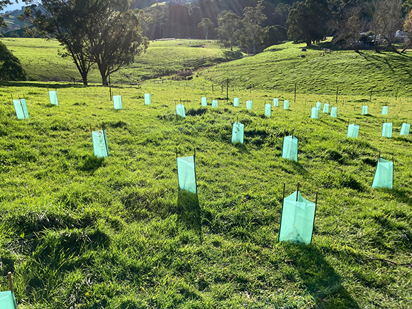 Native revegetation planting in a paddock at Mirboo North