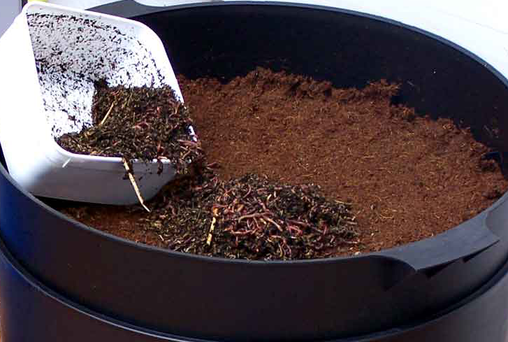 Worms in a wormfarm